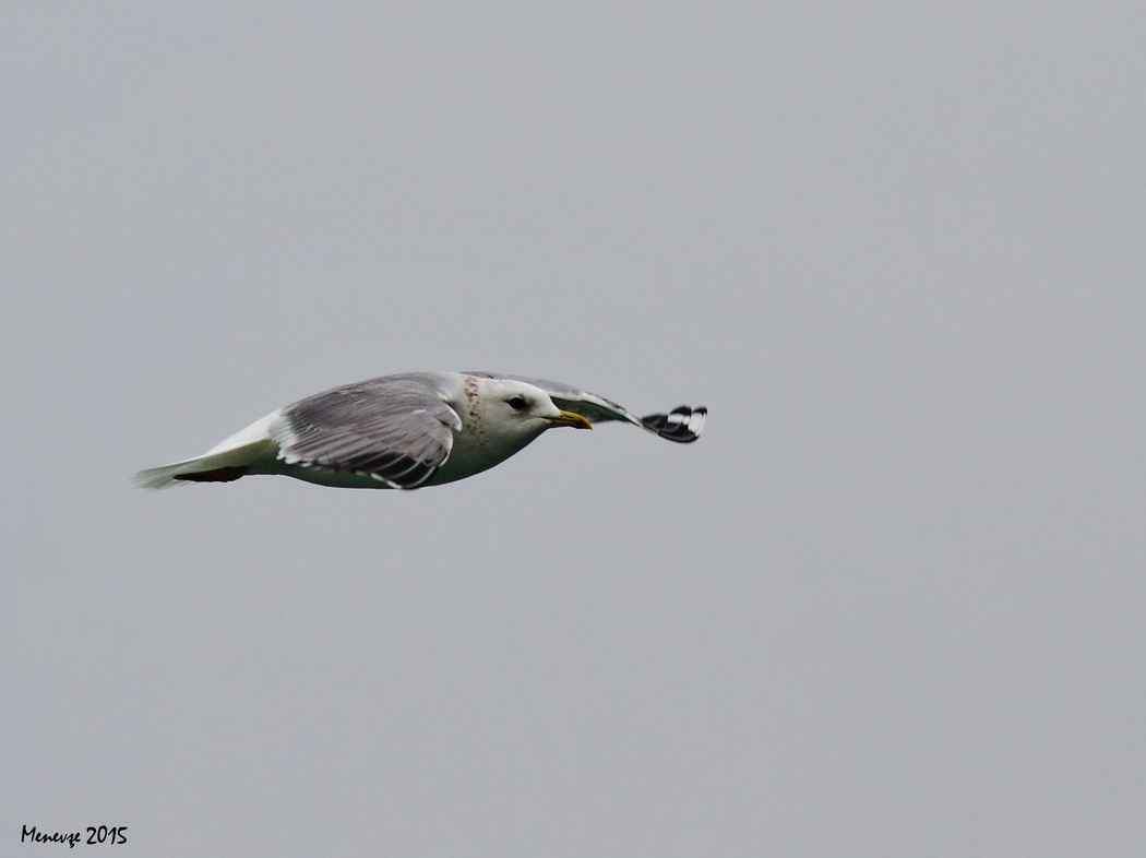 Mew Gull